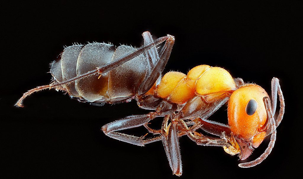 Ant Control service in Pomona, CA