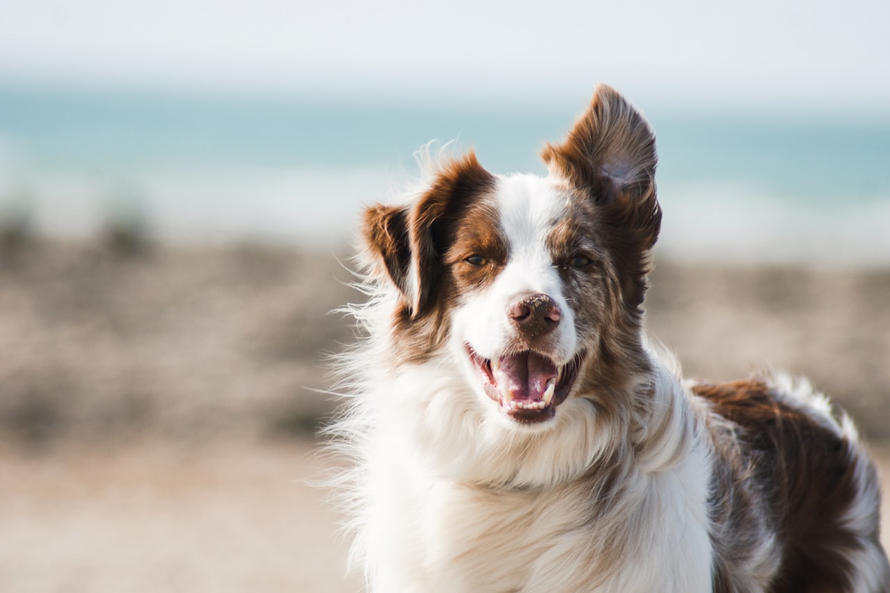 Flea & Tick Control service in Pomona, CA