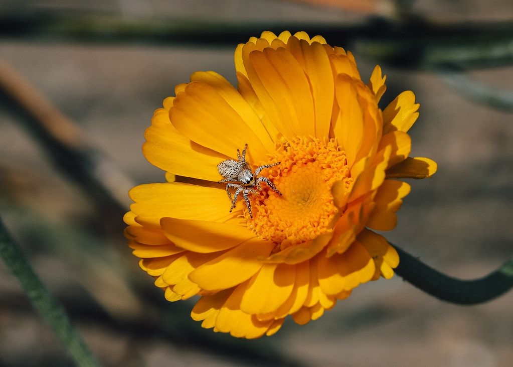 Spider Control service in Pomona, CA